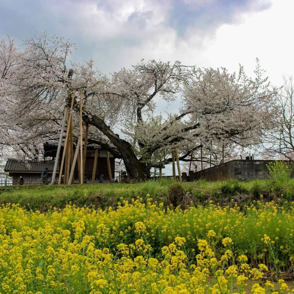 🏞️ 기타모토 자연관찰공원 (키타모토시젠칸사츠코엔) 이미지 8